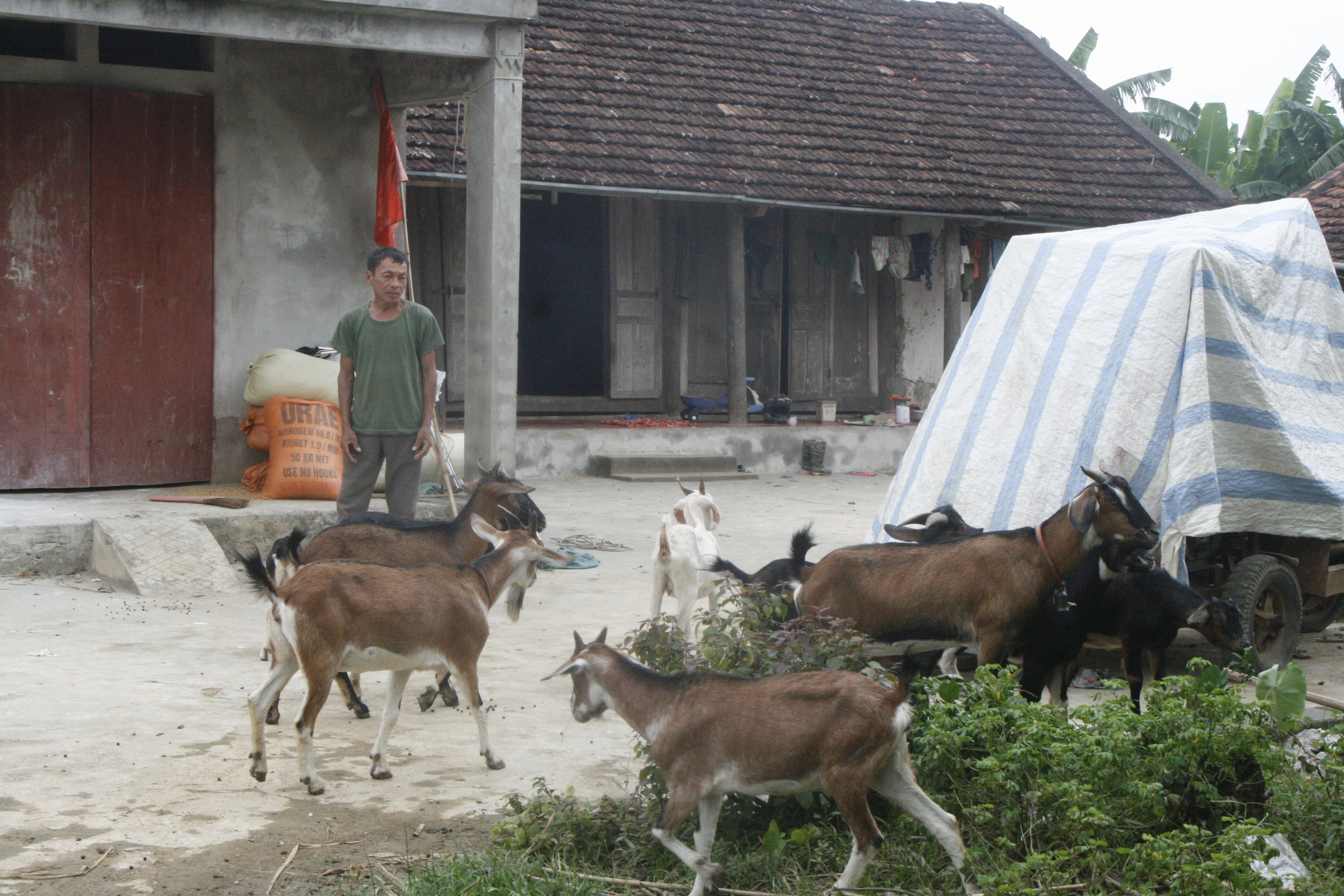 Đồng bào Mường ở Cúc Phương phát triển kinh tế nhờ chăn nuôi